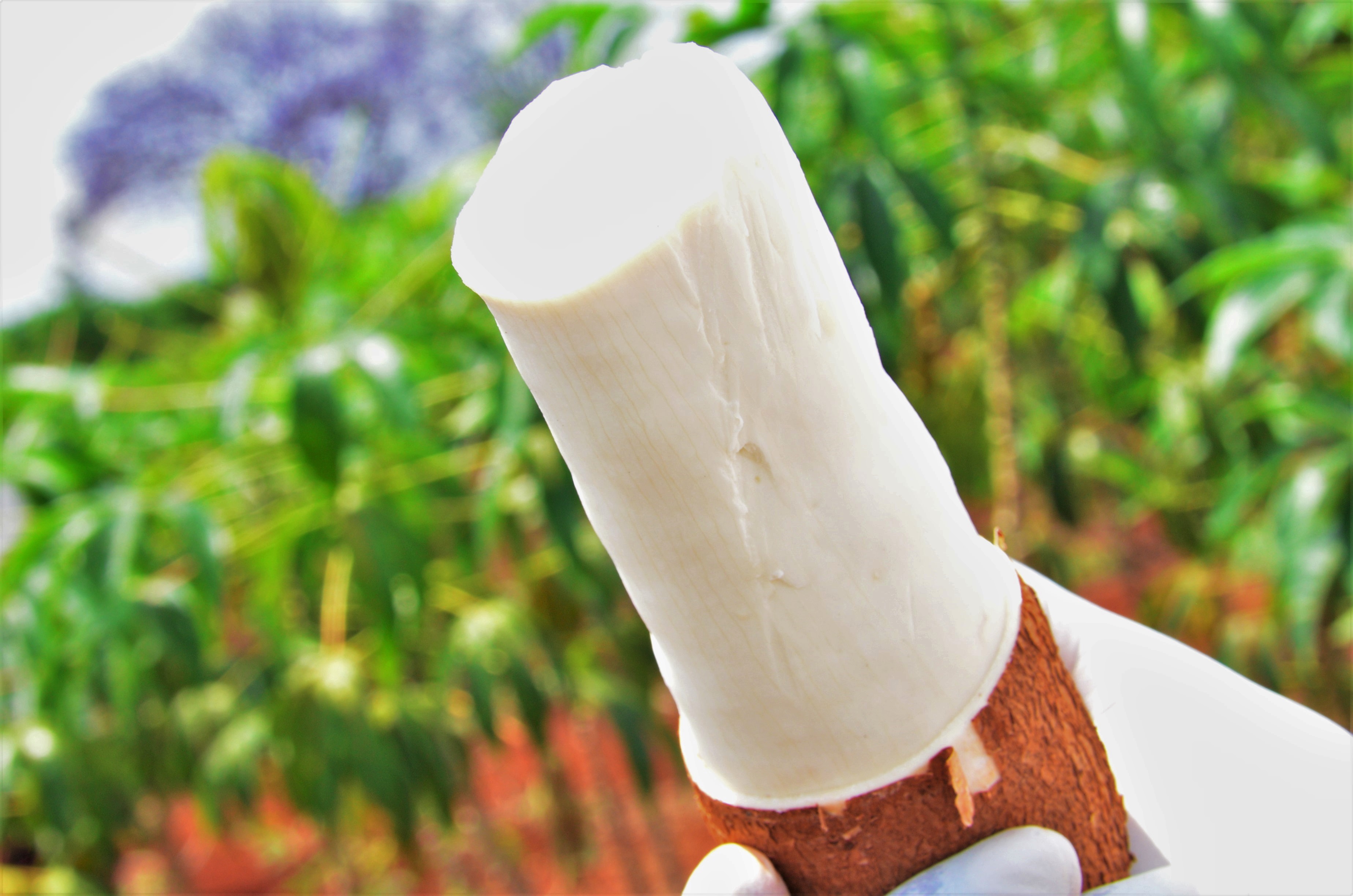 Clean improved Cassava Root from VIRCA Plus Project.jpg