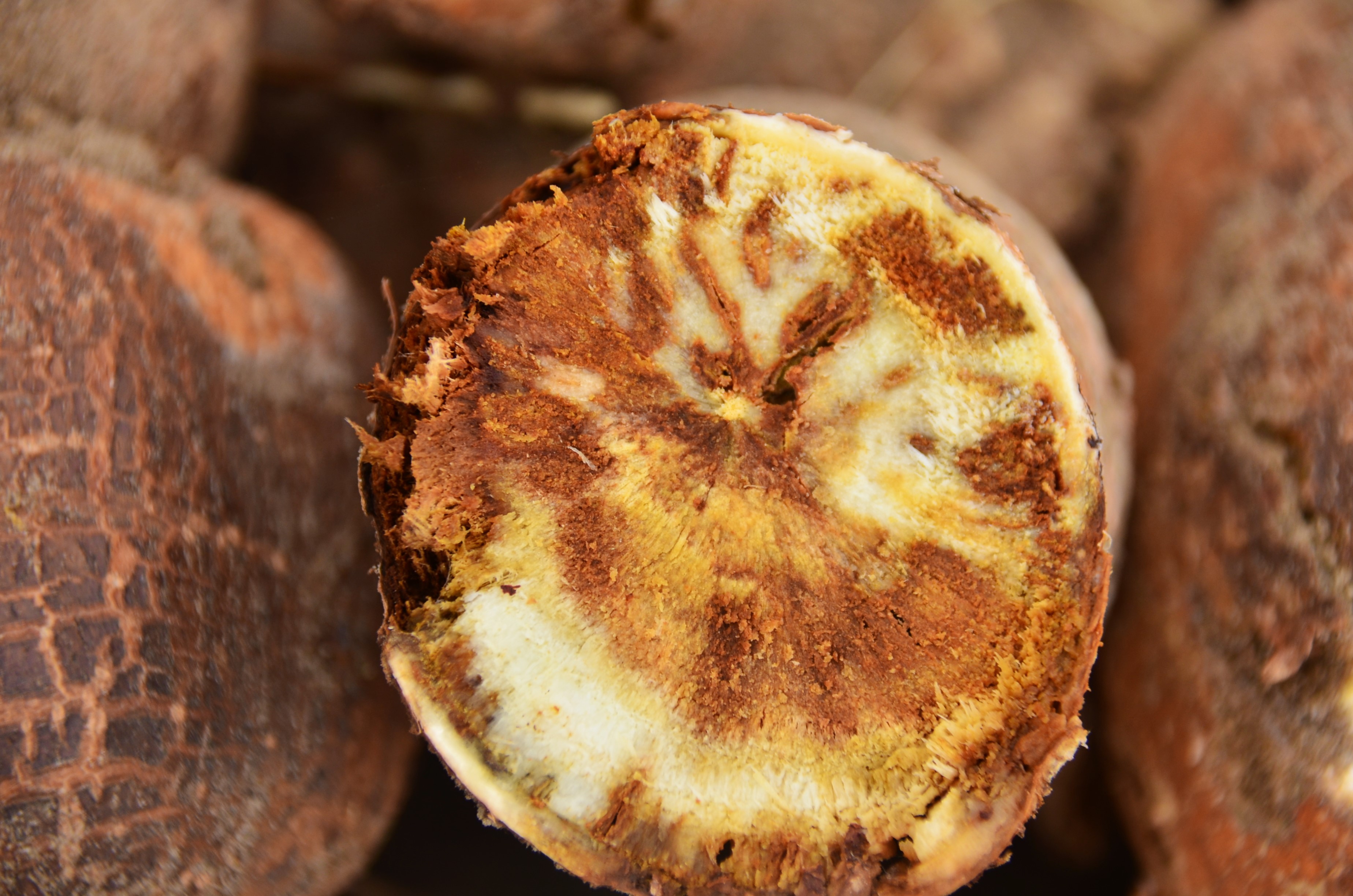 Cassava Brown Streak Affected cassava root