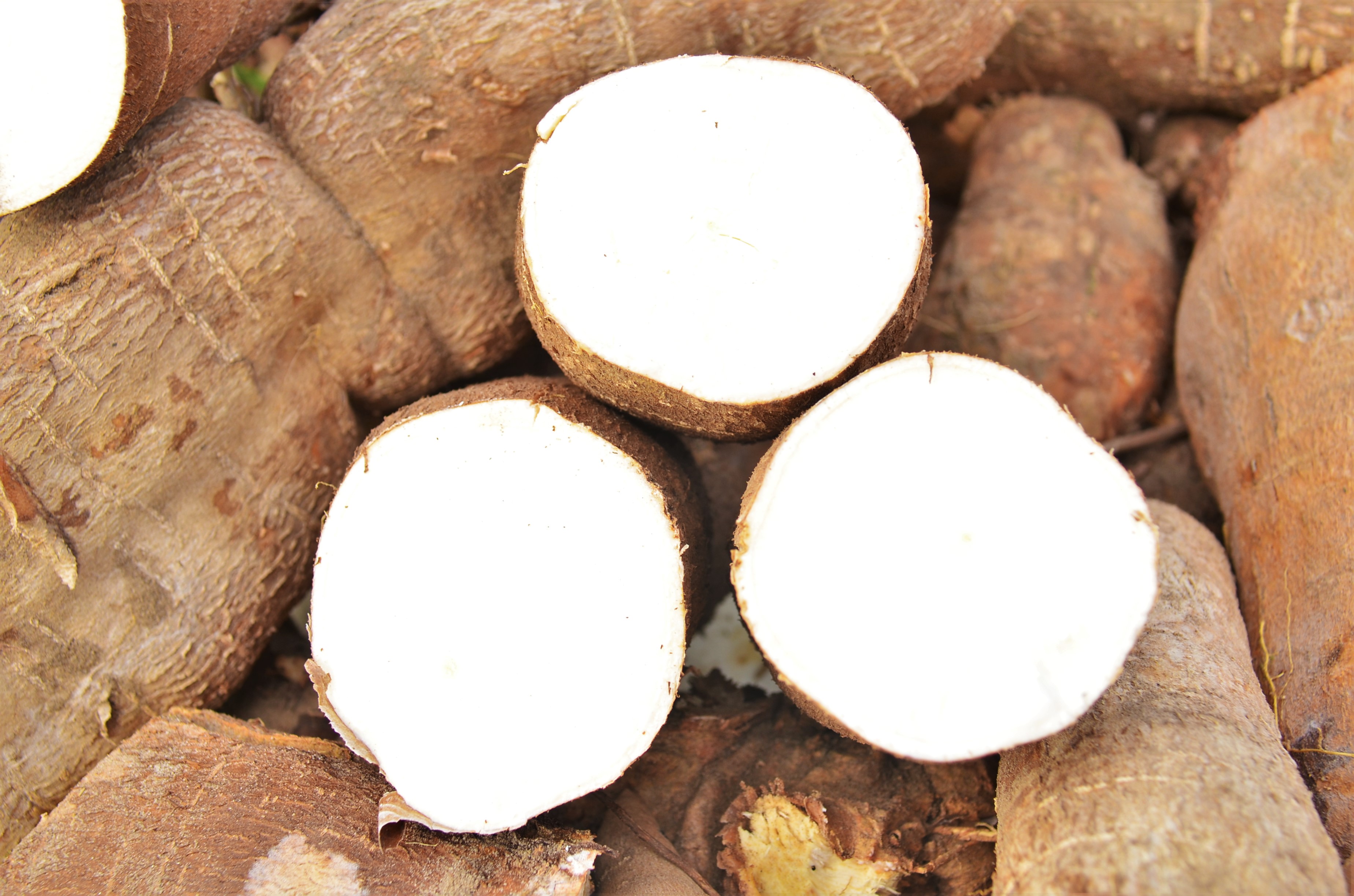 Clean improved Cassava Root from VIRCA Plus Project